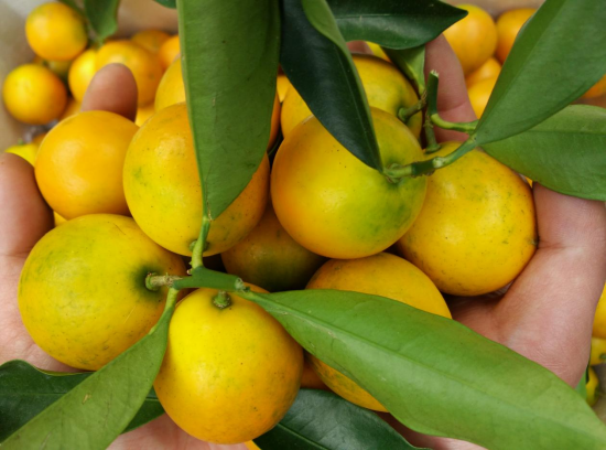 1702015802207358.png 640 (6).png